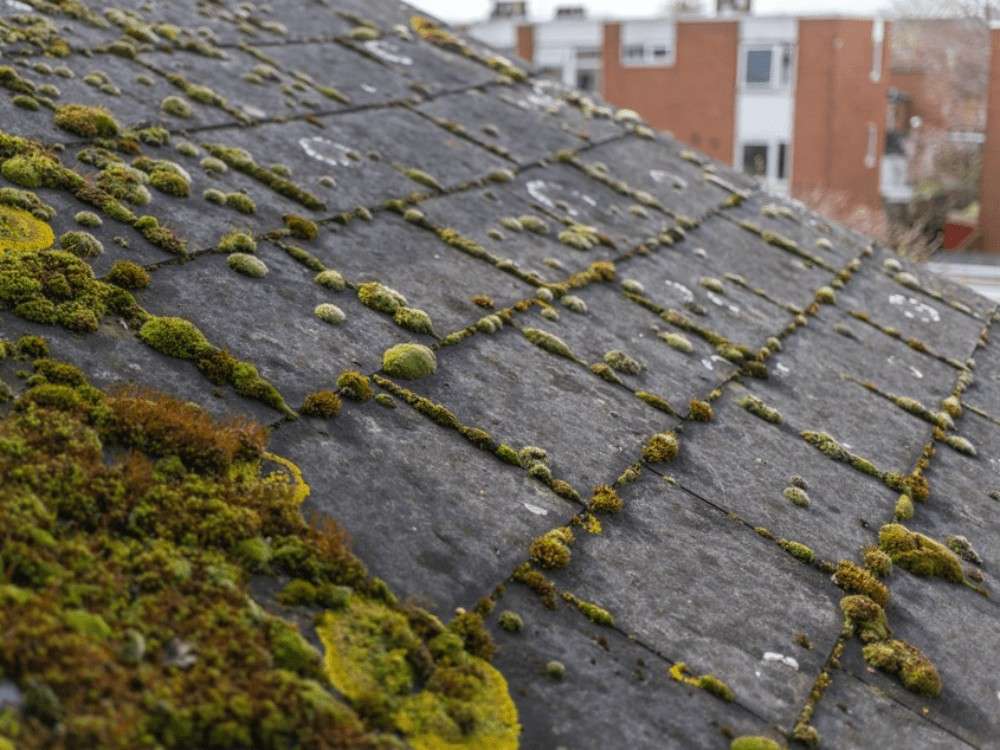 Safely Remove Moss and Algae From Your Roof